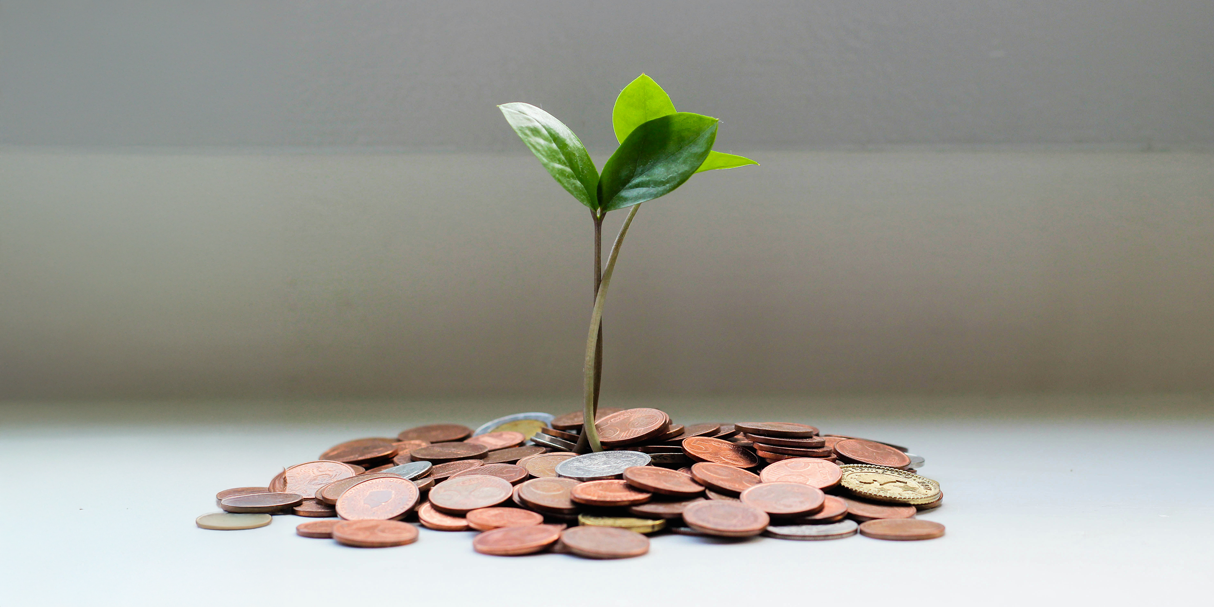 Foto de un árbol pequeño saliendo de un montón de monedas